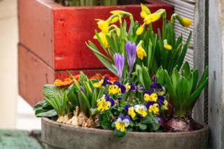 QUIZ. Wiosenne kwiaty doniczkowe. Wszyscy je kupujemy, ale mało kto zna ich nazwy. Sprawdź się w naszym wiosennym quizie!