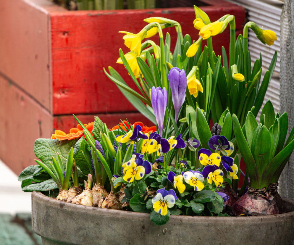 Quiz o wiosennych roślinach doniczkowych – sprawdź swoją wiedzę!