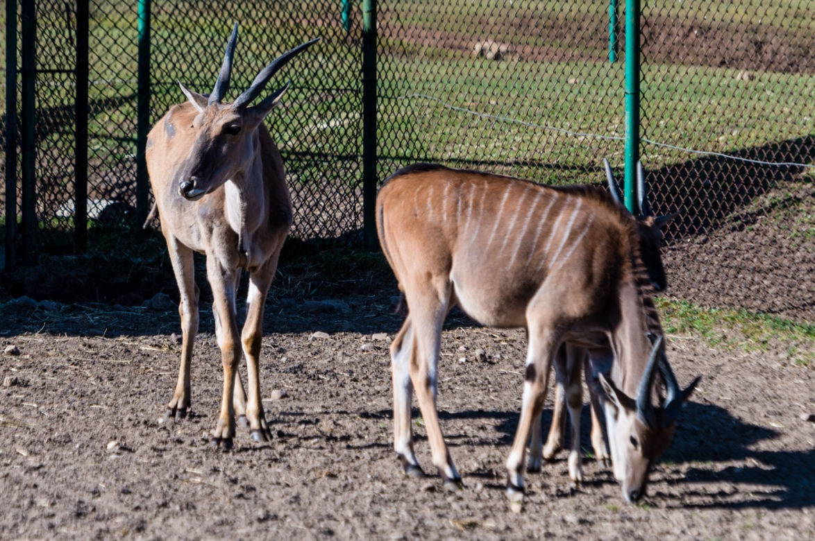 Koronawirus w Trójmieście. Zwierzęta z zoo tęsknią za ludźmi