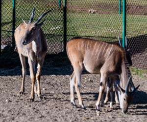 Koronawirus w Trójmieście. Zwierzęta z zoo tęsknią za ludźmi