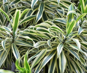 Dracena odwrócona