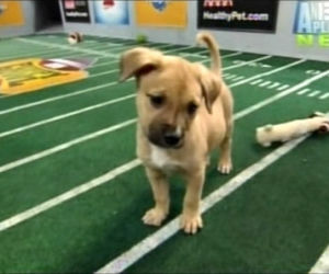 Szczeniaczki walczą o Super Bowl 