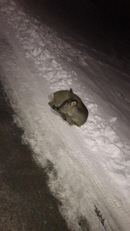 Oswojona sarna przez śnieg zgubiła drogę do domu [ZDJĘCIA]