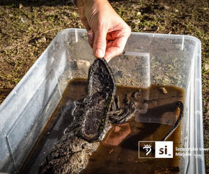 Odkrycia archeologiczne przy ul. Zbożowej