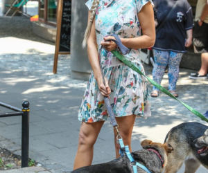 Joanna Krupa chce pomóc psom!