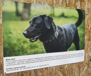 Zwierzaki z portretów czekają na adopcję