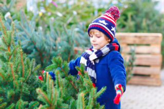 Zrób te 3 rzeczy, zanim wniesiesz żywą choinkę do domu. Unikniesz przykrych niespodzianek