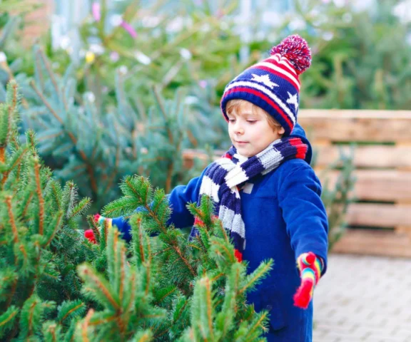 Zrób te 3 rzeczy, zanim wniesiesz żywą choinkę do domu