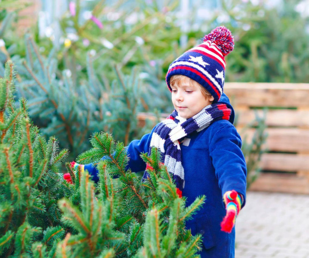 Żywa choinka ma swój urok, ale może też przysporzyć problemów
