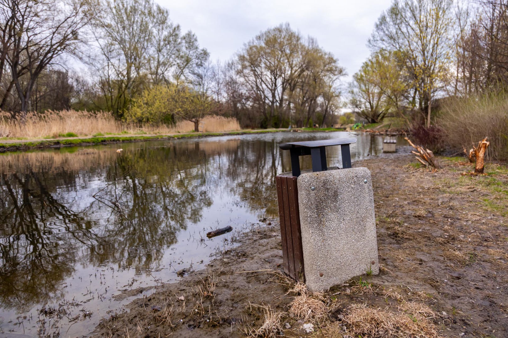 Bobrowe tamy na Potoku Służewieckim w Warszawie