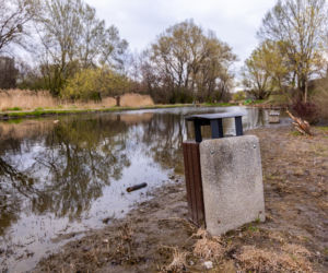 Bobrowe tamy na Potoku Służewieckim w Warszawie
