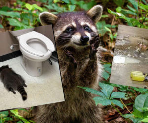 Szop napadł sklep monopolowy. Pijany złodziej zasnął w toalecie