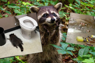 Szop napadł sklep monopolowy. Pijany złodziej zasnął w toalecie