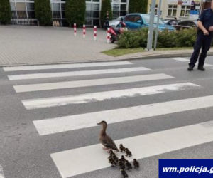 Tym razem bez mandatu! Policja eskortowała nieodpowiedzialnych pieszych