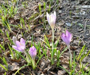 Wiosna coraz śmielej daje o sobie znać! Krokusy kwitną, pszczoły ruszyły do pracy