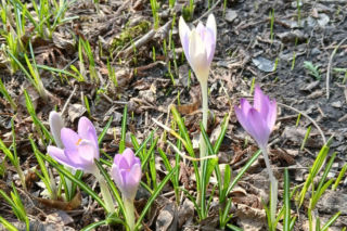 Wiosna coraz śmielej daje o sobie znać! Krokusy kwitną, pszczoły ruszyły do pracy