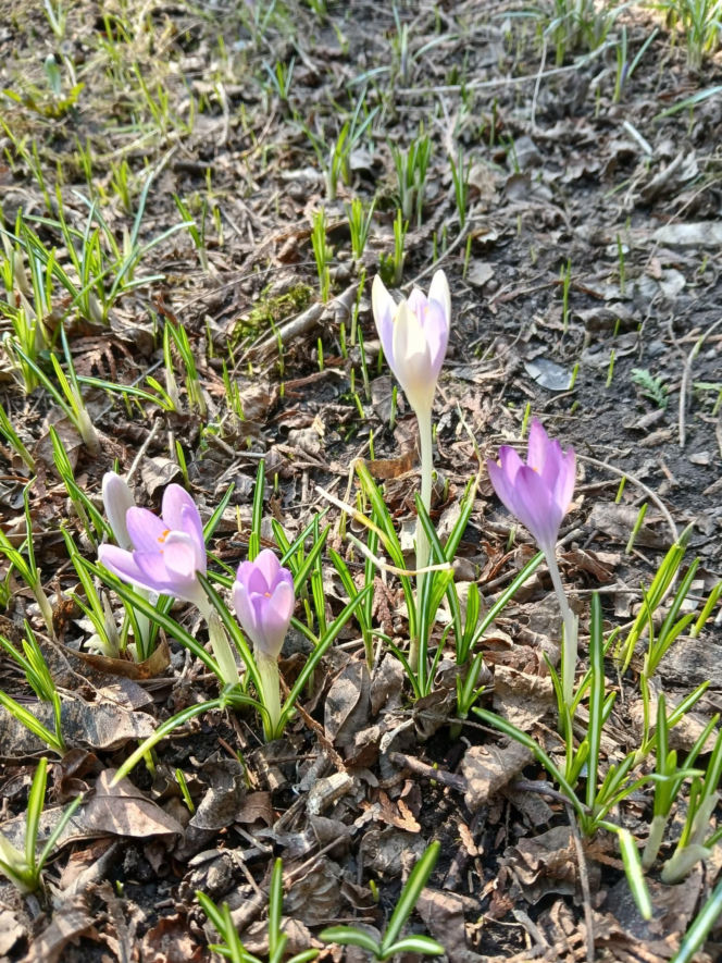 Wiosna coraz śmielej daje o sobie znać! Krokusy kwitną, pszczoły ruszyły do pracy