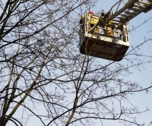 Gołąb został uwieziony na czubku drzewa. Strażacy z Lublina ruszyli mu na ratunek