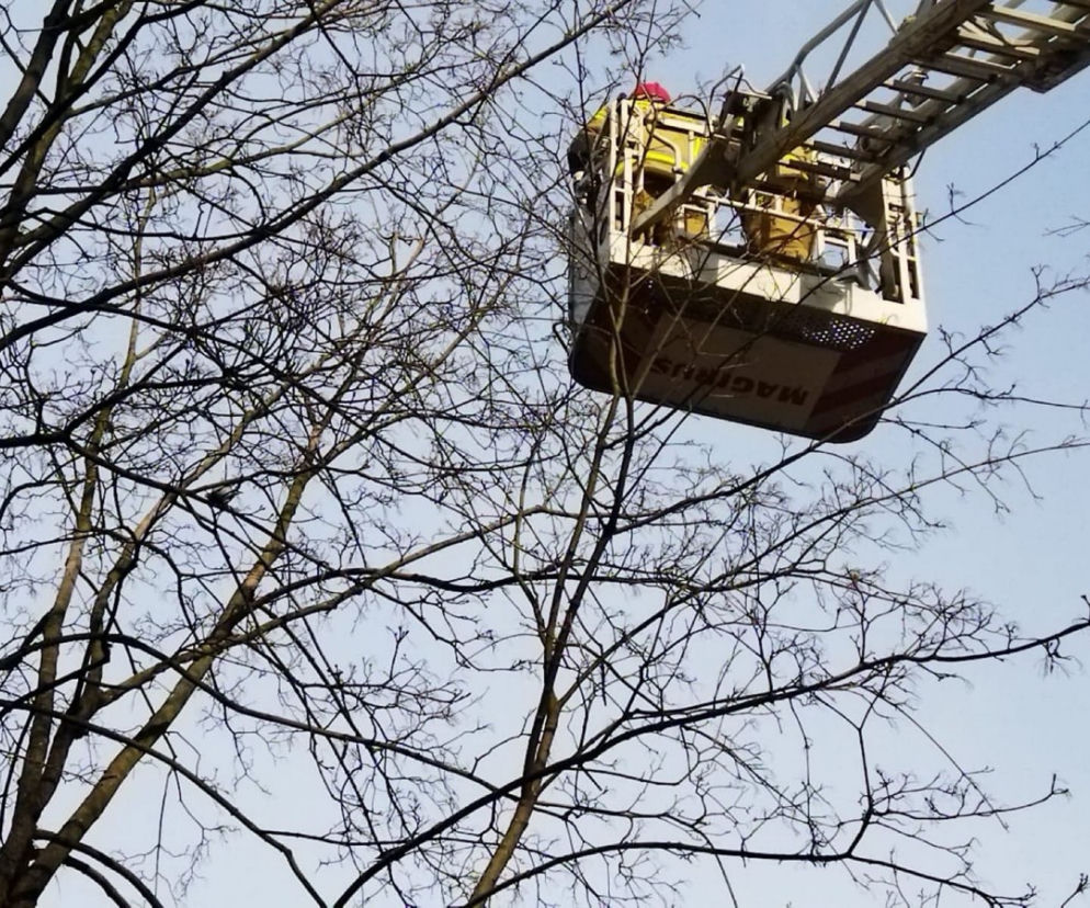 Gołąb został uwieziony na czubku drzewa. Strażacy z Lublina ruszyli mu na ratunek