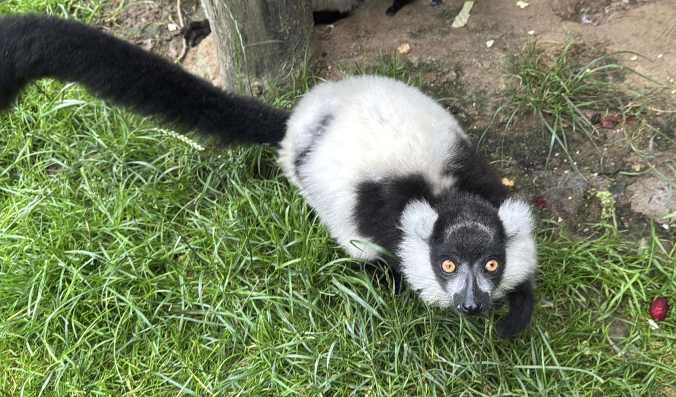 W zoo pod Lublinem urodził się lemur