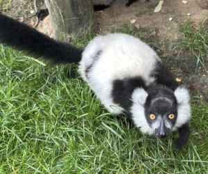 W zoo pod Lublinem urodził się lemur
