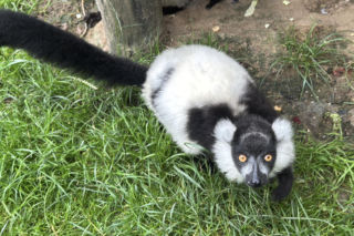 W zoo pod Lublinem urodził się lemur