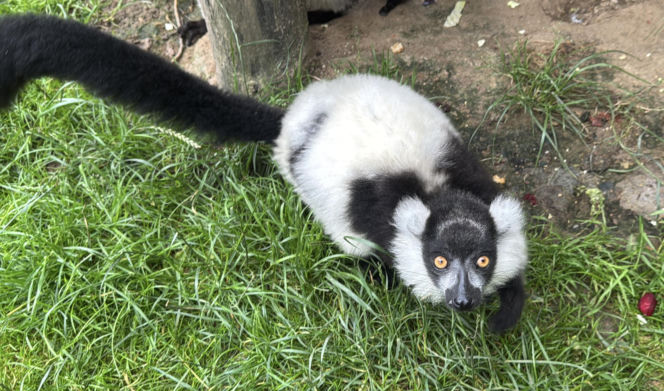 W zoo pod Lublinem urodził się lemur