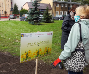 Ponad 2 tysiące żonkili posadzono na Polu Nadziei w Lesznie