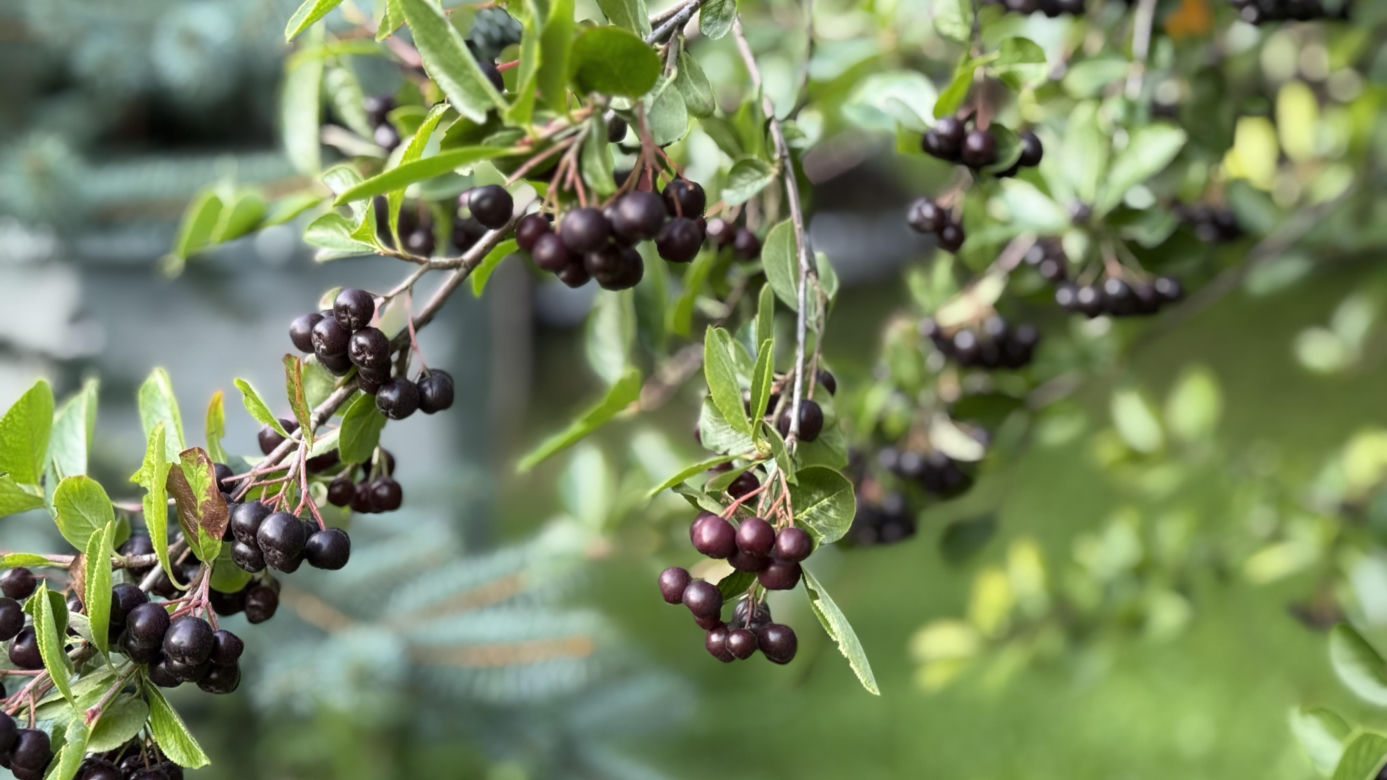 Aronia, krzew i owoce