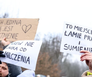 Będą kontrole w polskich schroniskach? Reakcja MSWiA