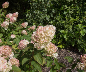 Zrób to teraz z hortensjami, inaczej nie przetrwają do wiosny! Prosty zabieg, dzięki któremu wiosną będziesz mieć dwa razy więcej kwiatów od sąsiadów. Pielęgnacja hortensji bukietowej zimą 