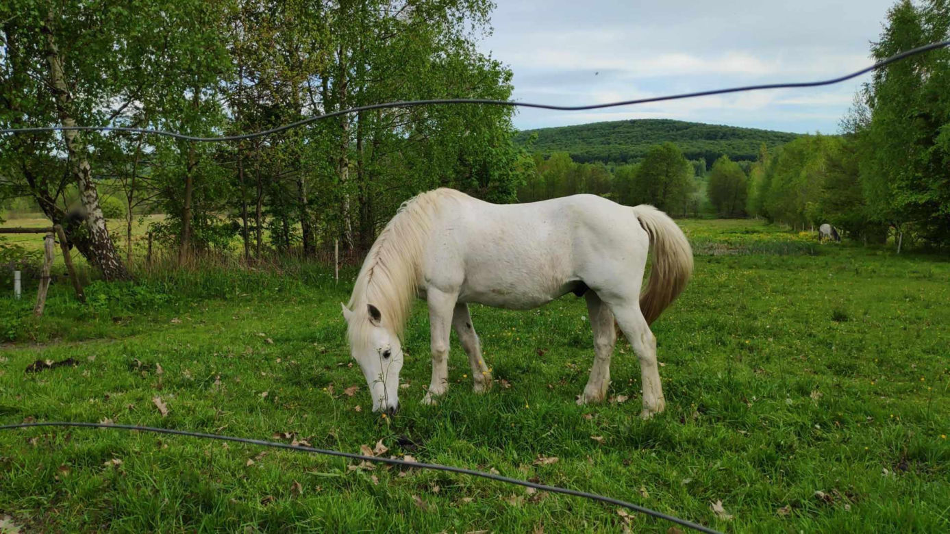 Kapkazy i Wzdół-Wiącka w gminie Bodzentyn