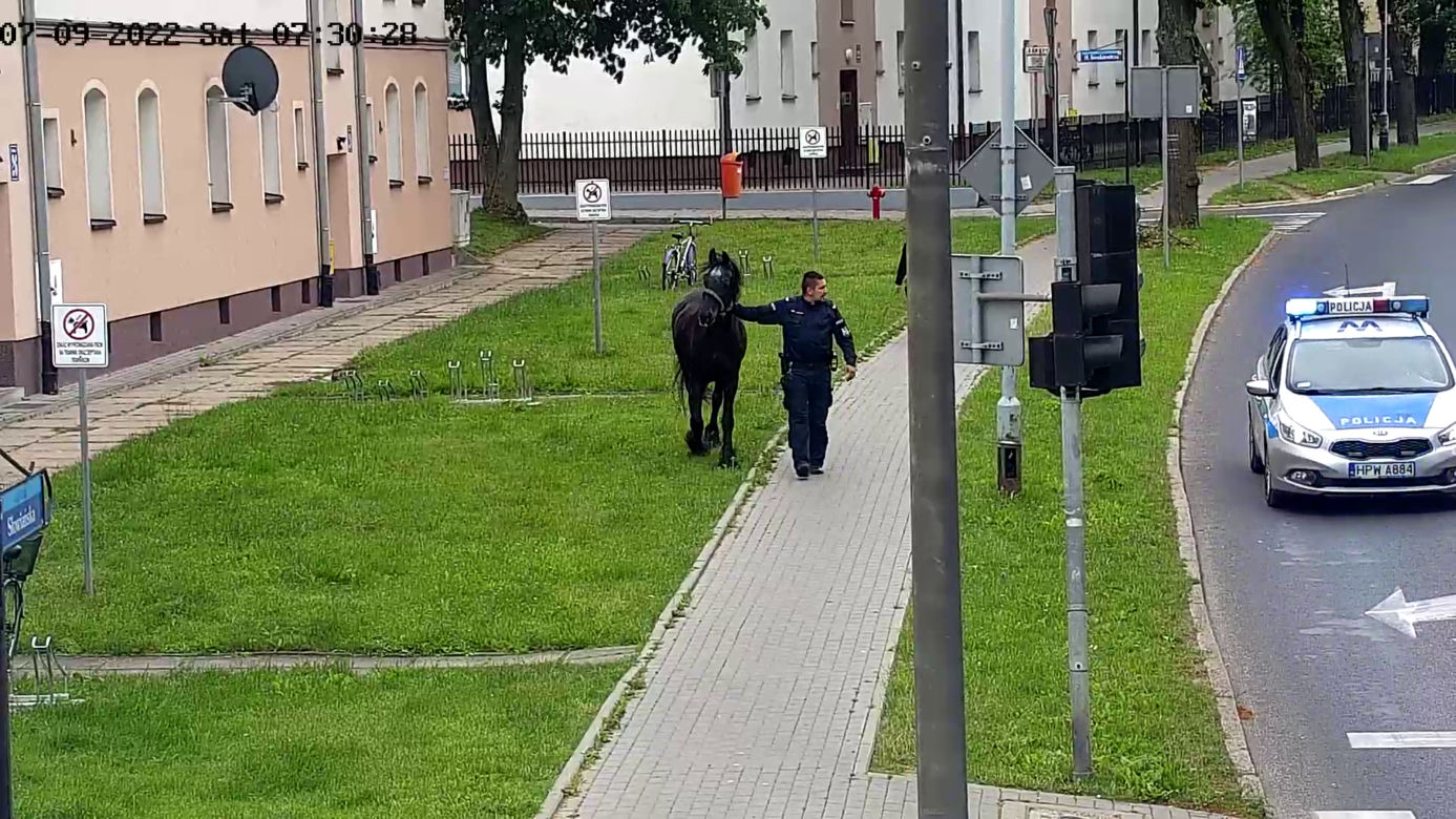 Konik na gigancie. Niecodzienna akcja w centrum Szczecinka