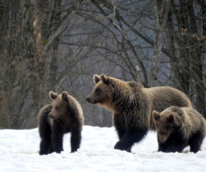 Bieszczady Niedźwiedzie szukają pożywienia we wsi [GALERIA]