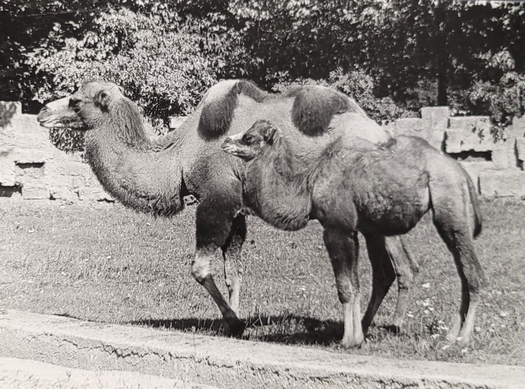 Łódzkie zoo w latach 70.