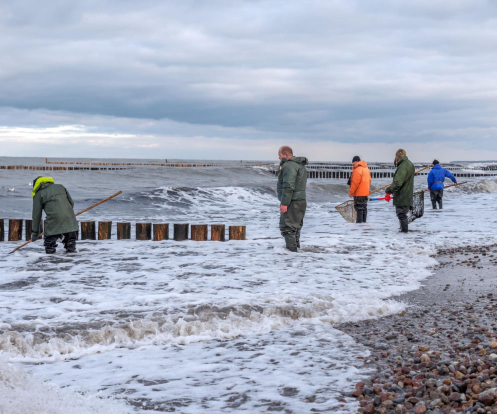 Złote żniwa nad Bałtykiem trwają. Spacerowicze wynoszą wiadrami 