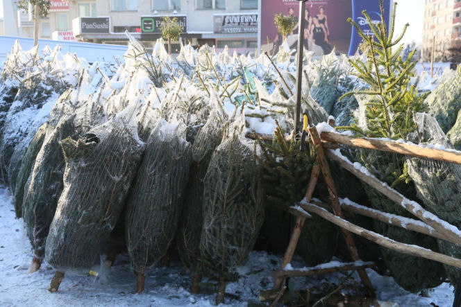 Sprzedaż choinek