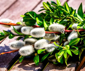 Własnoręcznie wykonana palma wielkanocna z bukszpanu w kilka chwil. Wystarczy kilka gałązek