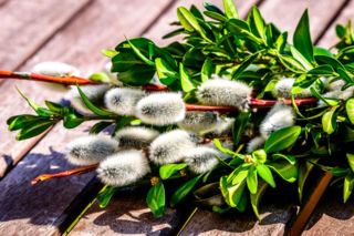 Własnoręcznie wykonana palma wielkanocna z bukszpanu w kilka chwil. Wystarczy kilka gałązek