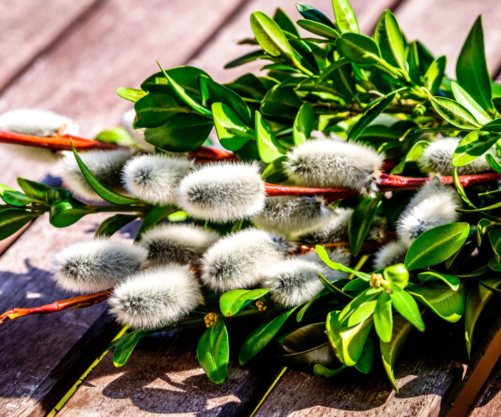 Palma wielkanocna naturalna