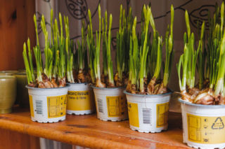 Czy narcyzy z marketu muszą być przesadzone po zakupie? Sprawdź!