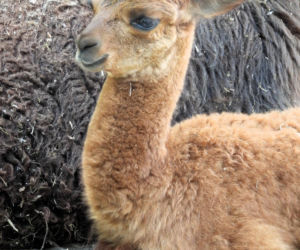 Warszawskie zoo szuka imienia dla nowej alpaki