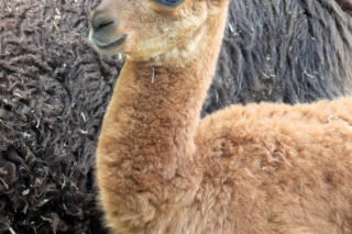 Warszawskie zoo szuka imienia dla nowej alpaki