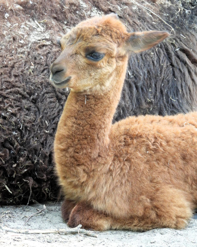 Warszawskie zoo szuka imienia dla nowej alpaki