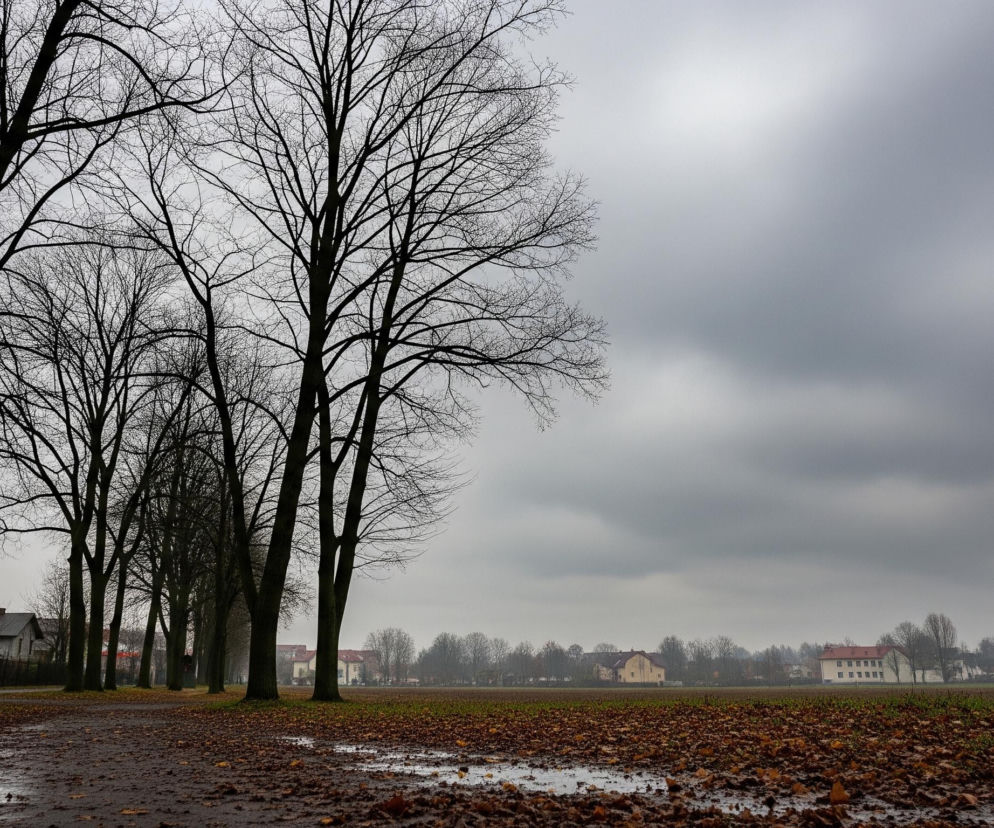 Aleja bezlistnych drzew wznosi się po lewej stronie kadru, ciągnąc się w głąb obrazu i dzieląc scenę na dwie części. Po lewej stronie drzew widoczna jest wąska, asfaltowa ścieżka z kałużami, natomiast po prawej rozciąga się duże pole uprawne pokryte brązowymi liśćmi i licznymi kałużami odbijającymi szare niebo. Na horyzoncie, za polem, rysuje się linia budynków mieszkalnych o pomarańczowych dachach i jasnych elewacjach, z rzędem bezlistnych drzew w tle, wszystko pod zachmurzonym, szarym niebem z widocznymi jaśniejszymi smugami.