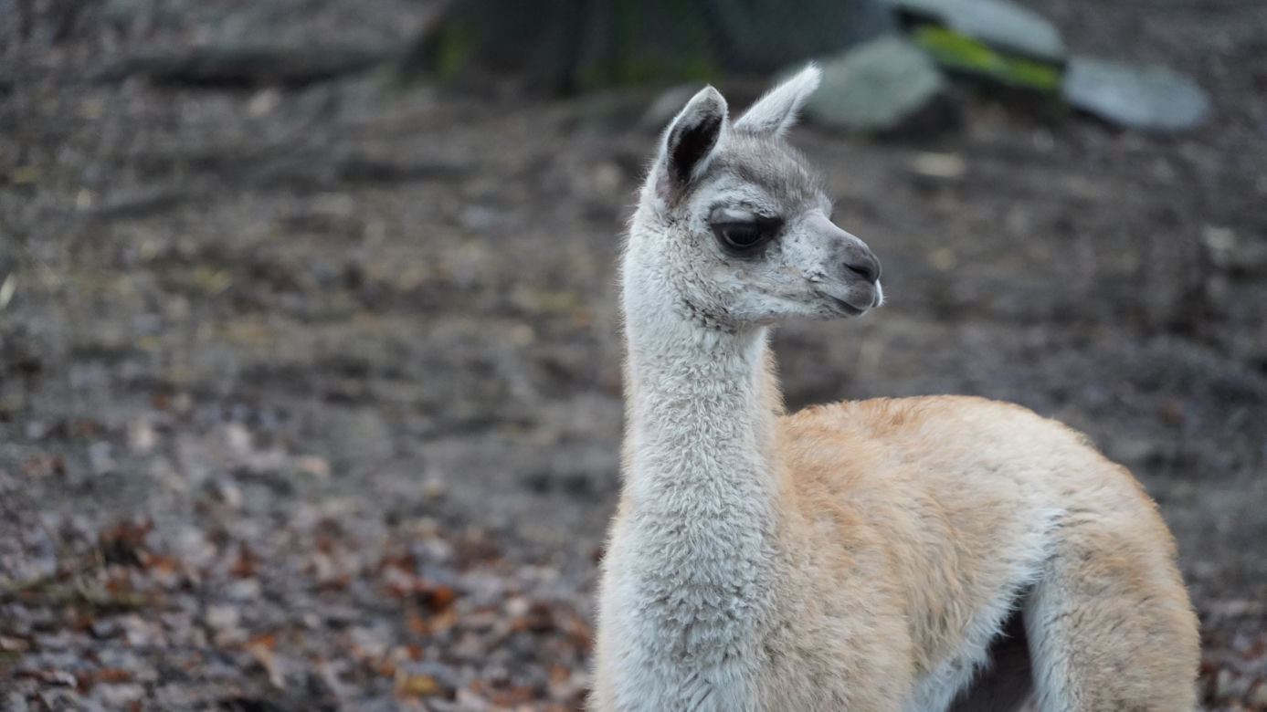 We wrocławskim zoo urodziło się małe gwanako