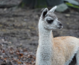 We wrocławskim zoo urodziło się małe gwanako