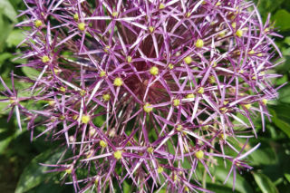 Czosnek białawy = czosnek Krzysztofa - Allium christophii