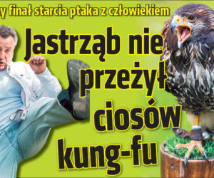 Jastrząb nie przeżył ciosów kung-fu