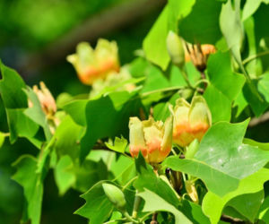Tulipanowiec amerykański